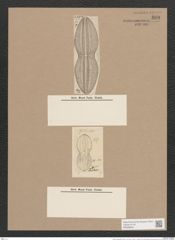 Navicula separabilis A.Schm. (de-Toni-Nr.: Genus 1, Species 261) Zeichnungen Sammlung Grunow Nr. 599 (NHMW-BOT-W0366959)